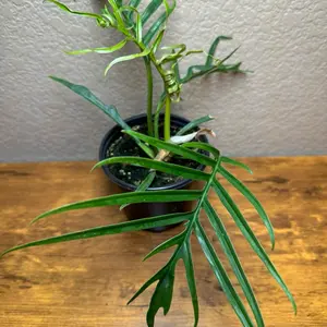 Philodendron 4in Tortem