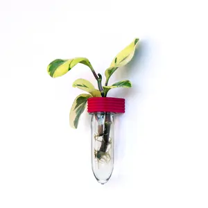 Roota Planters Upcycled Plant Propagation Tube 5.3", Wall & Fridge Mounted Indoor Planter for Cuttings, 3D Printed Eco-Friendly Small Space Decor