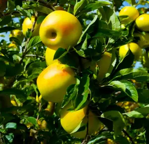 50 Yellow Golden Delicious Apple Tree Seeds - FRESH SEEDS - Limited Supply - Order Soon - Thank You