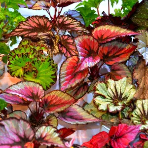 3 Mix Begonias Live Plants Outdoor, Begonia Plants Live From 3 Inches Tall, Indoor Plants Begonias, Live Rare Begonias Plants, Begonia Indoor Plants For Ornament
