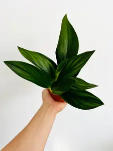 Scindapsus Treubii Dark Form - 4” Pot