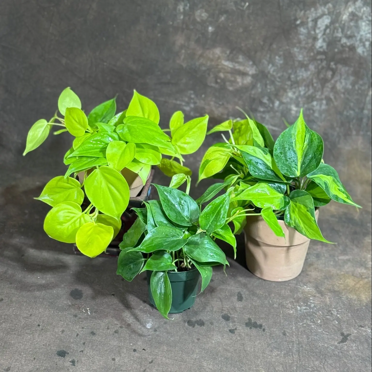 Set of 3 Philodendron Plants in 4'' Nursery Pots – Brazil, Lemon Lime & Jade Heartleaf Philodendron Varieties – Live Indoor Vining Houseplants – Variegated Easy Care & Air Purifying Plants