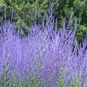 Blue Steel Russian Sage Seeds - 100 Seeds - Sky Blue Flowers - Drought Tolerant Perennial Landscape Plant