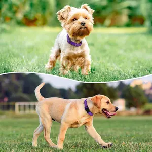 Reflective Dog Collar Padded with Soft Neoprene Breathable Quick Release Basic Dog Collars for Medium Dogs Purple Girl