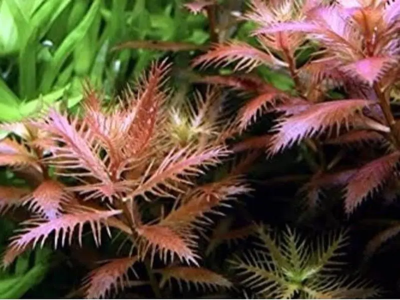 BUY 2 GET 1 FREE Mermaid Weed (Proserpinaca Palustris)-Easy Live Aquarium Pond Aquatic Plant