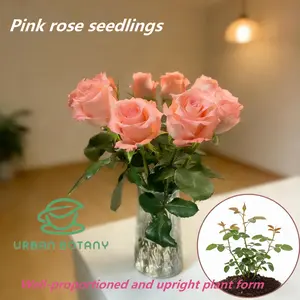 Premium Pink Rose Seedlings, Live Cut Flower Plants for Bouquets, Suitable for Outdoor Growth & Indoor Ornamental Use