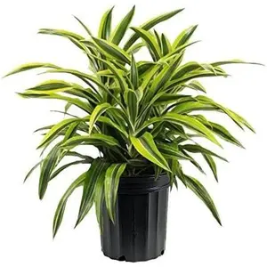 Lemon Surprise Dracaena - Live Plant in an 8 Inch Pot - Dracaena Deremensis 'Lemon Surprise' - Beautiful Easy Care Indoor Houseplant
