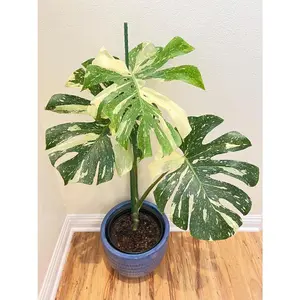 Monstera Thai Constellation Live Houseplant "Exact Plant"