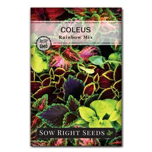 Rainbow Mix Coleus Seeds
