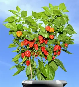 Lot of 3 LIVE 75 + DAY OLD SUPER HOT PEPPER PLANTS