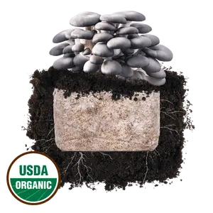 Blue Oyster 'Plant & Grow' Mushroom Starter