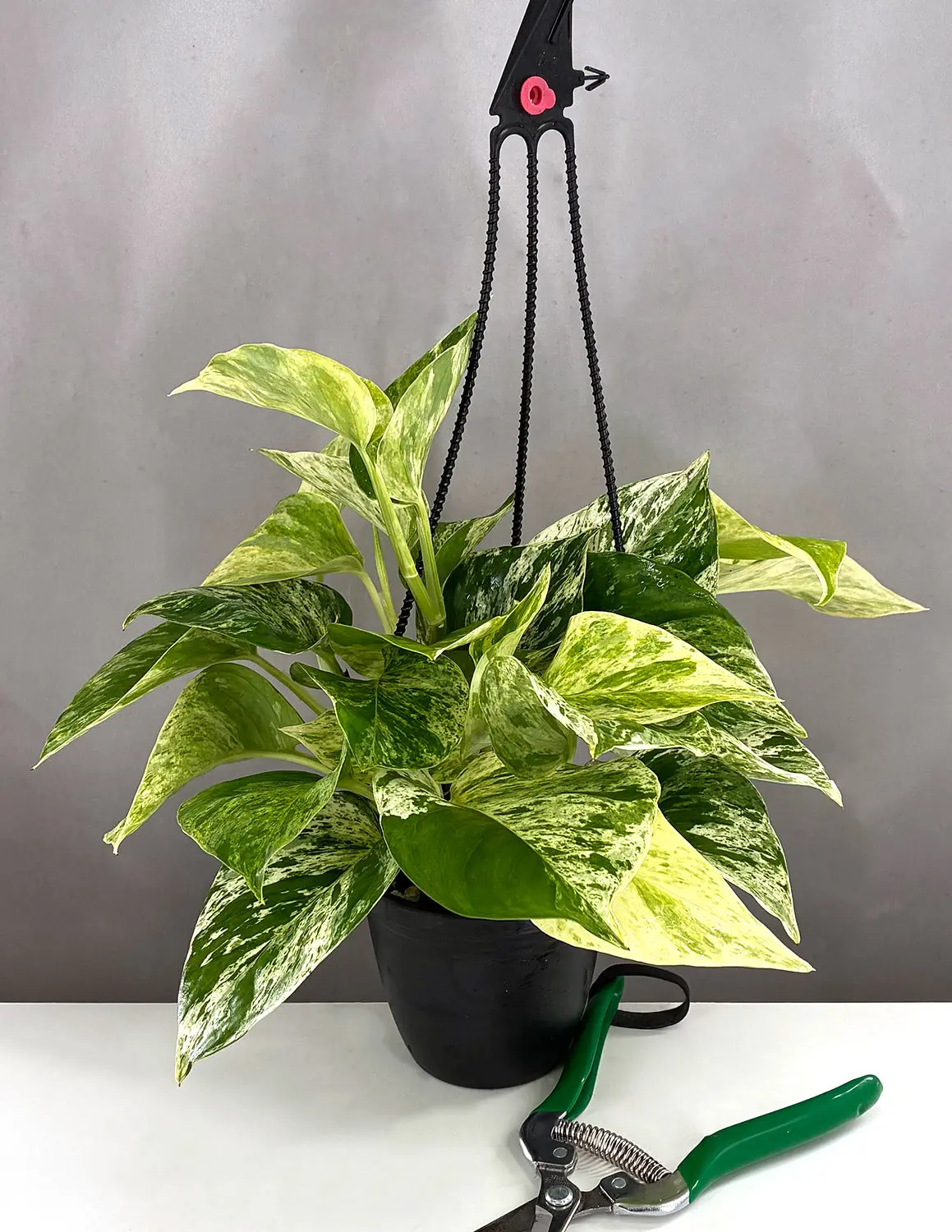 Pothos Marble Queen
