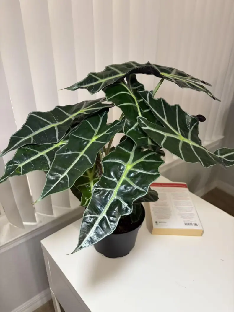 Alocasia Polly With 6 inches pot