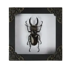 Framed Stag Beetle Specimen, Insect Taxidermy Shadow Box, Handmade Entomology Art Display, Oddity Tabletop, Wall Hanging, Home Unique Gift for Collectors