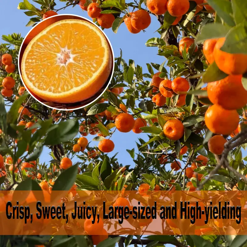 Live Grafted Orange Bare Root Tree, Sweet Juicy Large Size Oranges, High Yield Early Fruiting Citrus Sapling, Outdoor Backyard Potted Fruit Plant