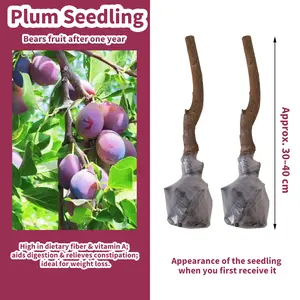 Sweet Plum Tree Seedlings Beginner Friendly Fruit Tree for Container Gardening and Backyard Planting