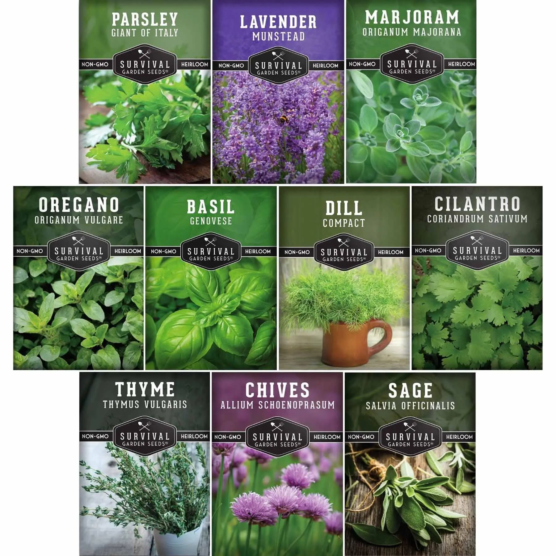 10 Herb Seeds Variety Pack – Heirloom Non-GMO Culinary Herbs for Indoor or Outdoor Kitchen Gardens