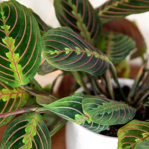 Red Maranta Plant Plug (Maranta leuconeura 'Erythroneura') – Striking Red-Veined Foliage, Ideal for Indoor Decor.