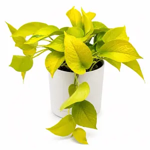 Pothos Neon 6" Pot House Plant - neon pothos Unique Neon-Colored Leaves, Easy Care, Ideal for Indoor Home