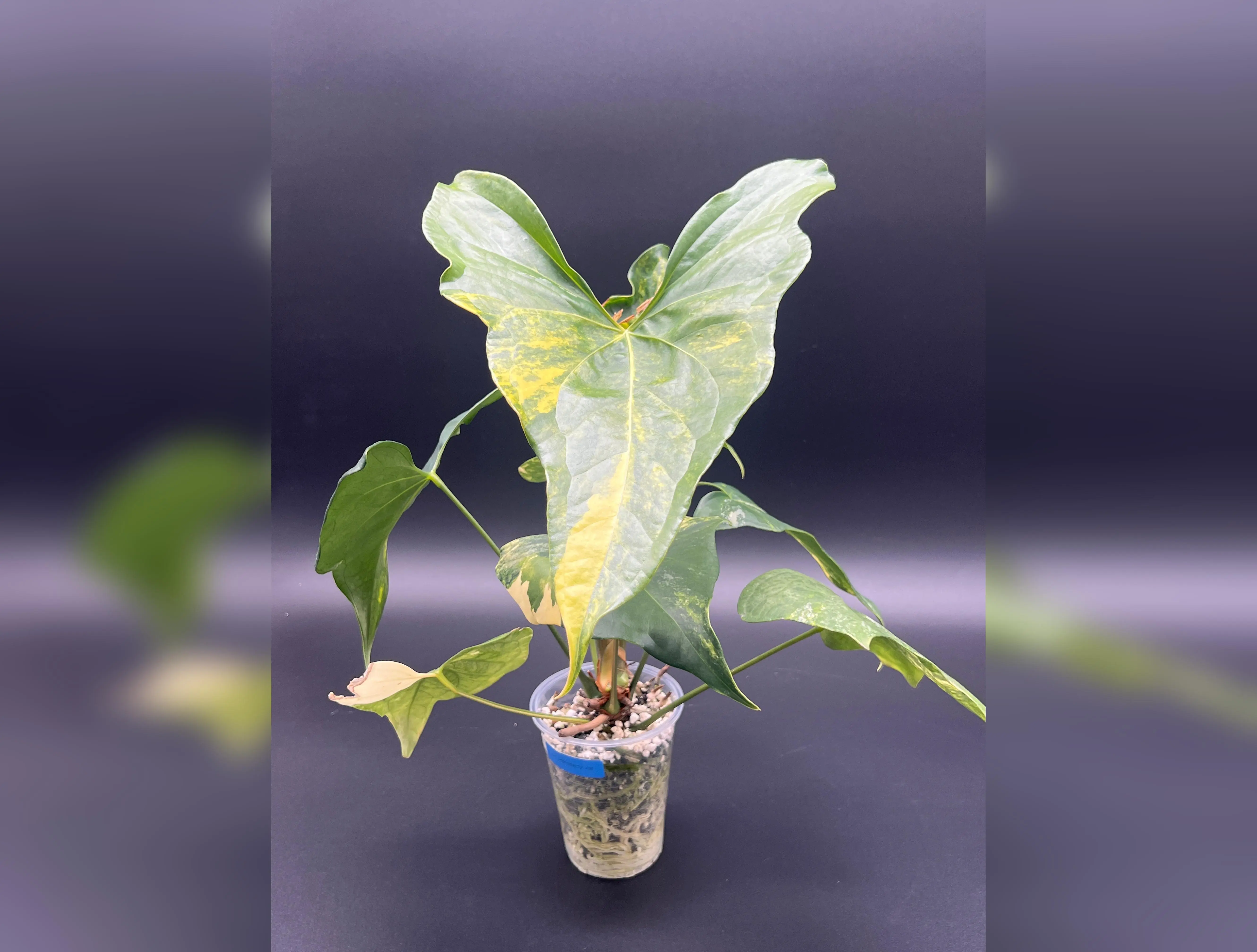 Anthurium Pterodactyl Variegated - Med/Large