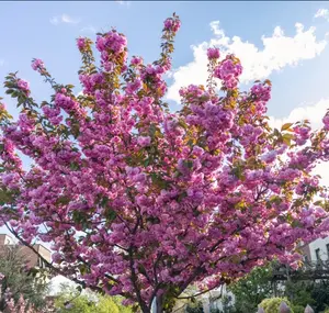 Kwanzan Flowering Cherry Tree Cherry Blossom Tree 6-12" Tall 2.5 Inch Pot