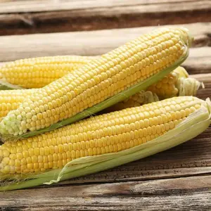 50 Popcorn Corn Seeds for Planting – Easy to Grow Heirloom Popping Corn, High-Yield Garden Variety for Fresh Homemade Popcorn