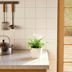 Lemon Button Fern