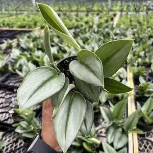 Scindapsus Treubii Moonlight Pot 4” Indoor Plants -  Houseplant - Tropical Foliage