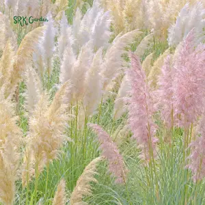 Pink Pampas / White Pampas Grass Seeds | 100 Seeds