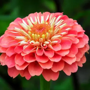 California Giant Zinnia Seeds - Non-GMO Heirloom Seeds for Planting Outdoors - Great Gardening Gift Seed - Mixed Color