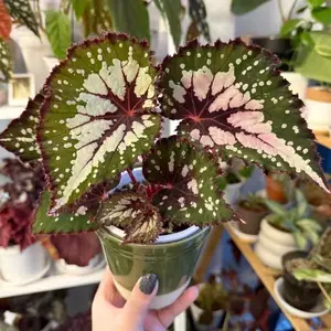 QHT-11  Live Stream Exclusive Link  4 Live Green Silver Red Margin Rex Begonia House Plant Decorative Indoor Foliage Plant Tropical Plant for Office Home and Apartment