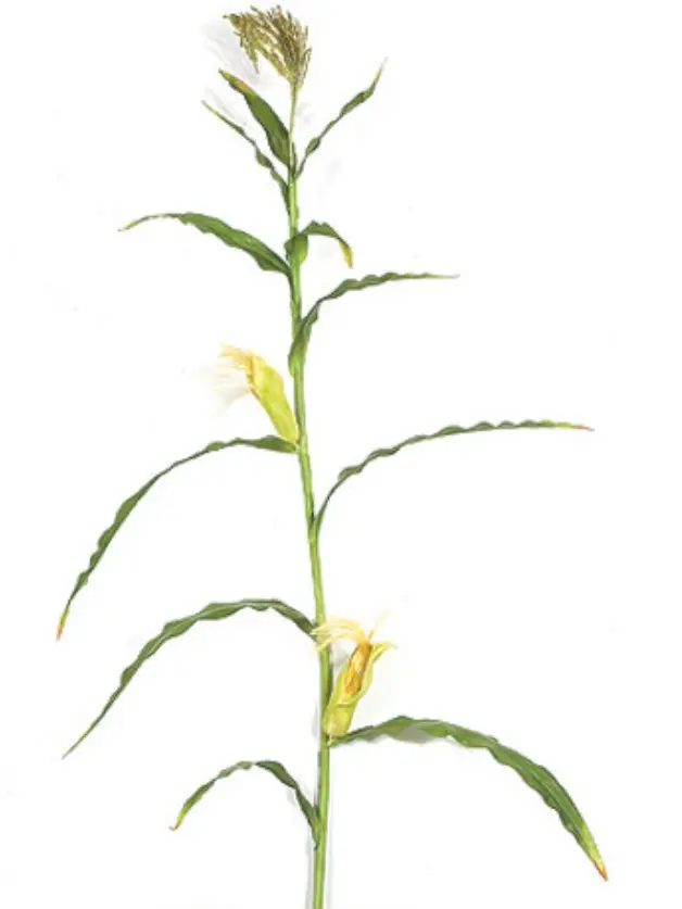 7 Foot Artificial Corn Stalk with Leaves