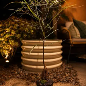 Brachychiton rupestris styled with vintage pot/ Queenisland bottle tree/ Mediterranean