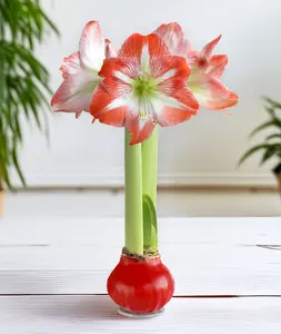 Red Waxed Amaryllis Bulb with Red and White Striped Flower