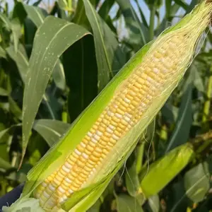 50 Sweet Yellow Corn Seeds – Zea Mays Heirloom Variety – Non-GMO, High-Germination, Easy to Grow Garden Seeds for Backyard Planting & Summer Gardening