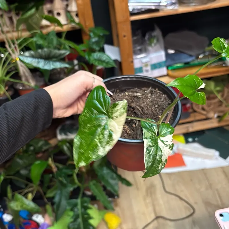 syngonium albo