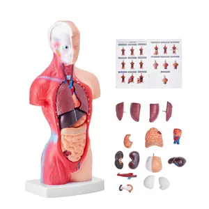 Human Body Model, 15 Parts 11 Inch, Human Torso Anatomy Model Anatomical Skeleton Model With Removable Organs, Educational Teaching Tool For Students Science Learning School Education Display