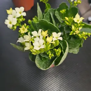 Kalanchoe Potted Succulent Plant, Low-Maintenance Indoor/Outdoor Decor for Home & Office