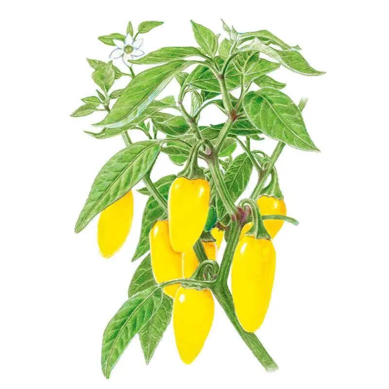 NuMex Lemon Spice Jalapeño Pepper Seeds for Planting - Colorful, Citrus Heat Varietal for Pickling Pickled Peppers, Home Garden Supplies for Home Improvement Planting, Medium Hot, 2,500-5,000 Scoville Heat Units