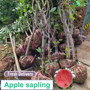 Live apple tree seedlings, deep root system, perennial growth, deciduous fruit trees, suitable for home gardens, courtyards, courtyards and orchards