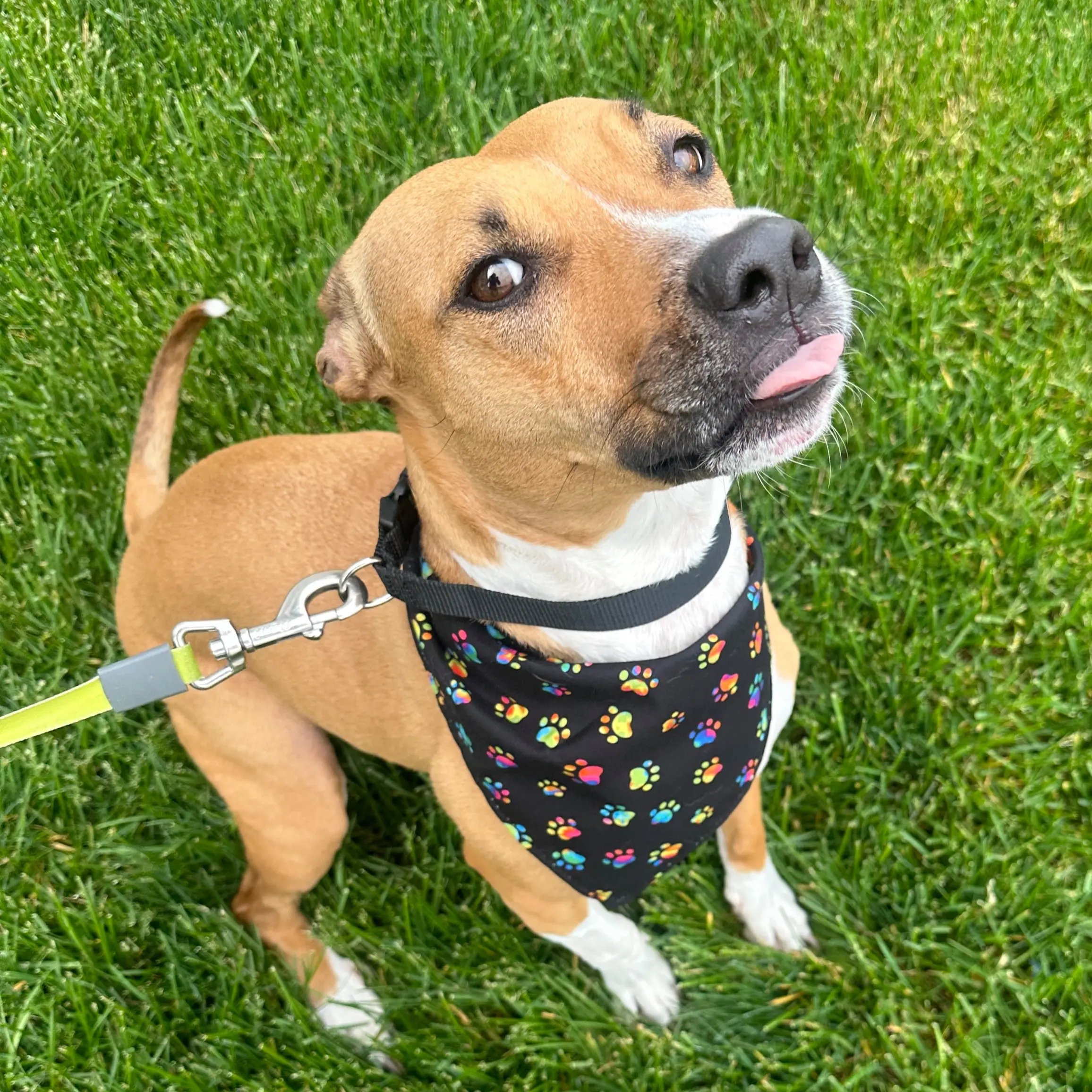 Rainbow Pawprint Dog Bandana and Scrunchie Set