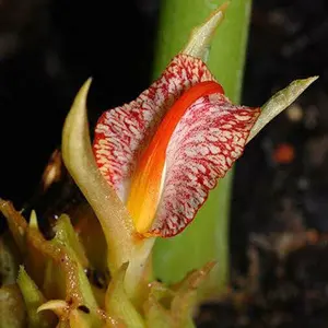 10 Zingiber rubens Seeds | Bengal Ginger Seeds