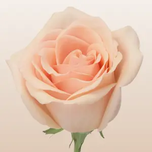 Alejandra Roses - True Peach Medium Bloom 5.5-6.0cm 35 Petals 10-14 Days Vase Life Mini-Pack 50 Stems Large Pack 100 Stems Fresh from the Farm