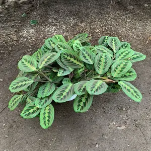 Prayer plant ,Red Maranta  6inch plant Decoration ,live indoor tropical plant plant collection