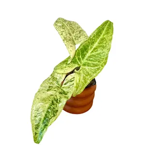 2.5" Syngonium Batik Albo