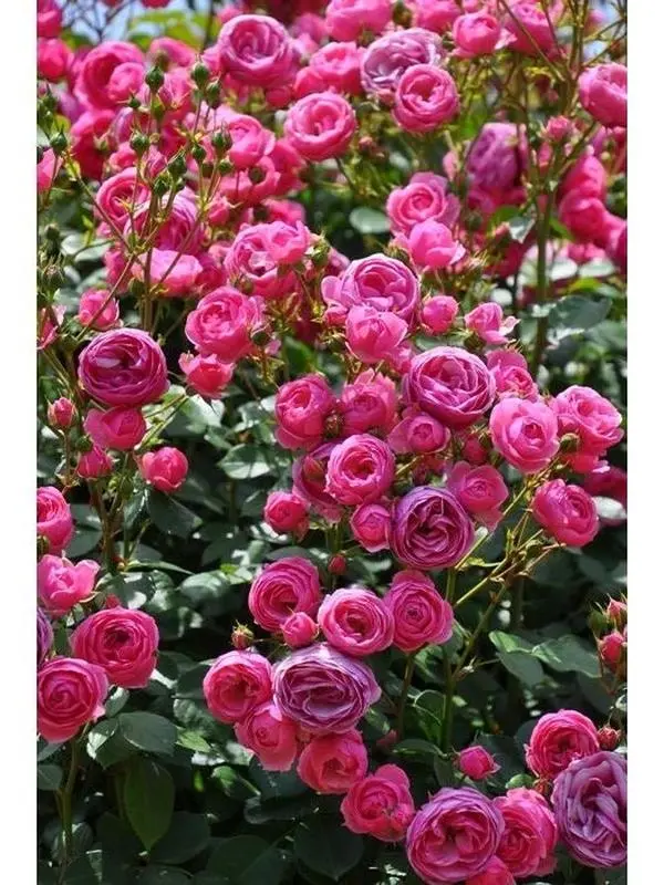 Climbing Rose【Pomponella】1.5Gal Own-Root Live Plant| Deep Pink Floribunda| Repeat Blooming| Heat Tolerant| Cluster Flowering