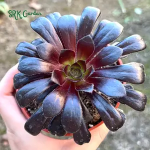 Aeonium Black Rose, Live Succulent in 4'', 6'', 8" pot