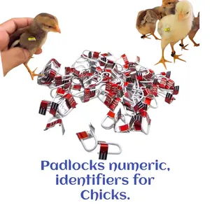 Candados Numéricos para Pollitos - Numbered Markers for Chick wings - 100 Uni