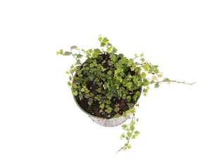 String of Frogs 4” Potted Live Plant - Ficus Pumila ‘Quercifolia’ - Rare Exotic Houseplant - Oak Leaf Fig - Miniature Climbing Vine - Tropical Gift - Unique Indoor Plant - Terrarium Plant - Dark Green - Creeping Foliage