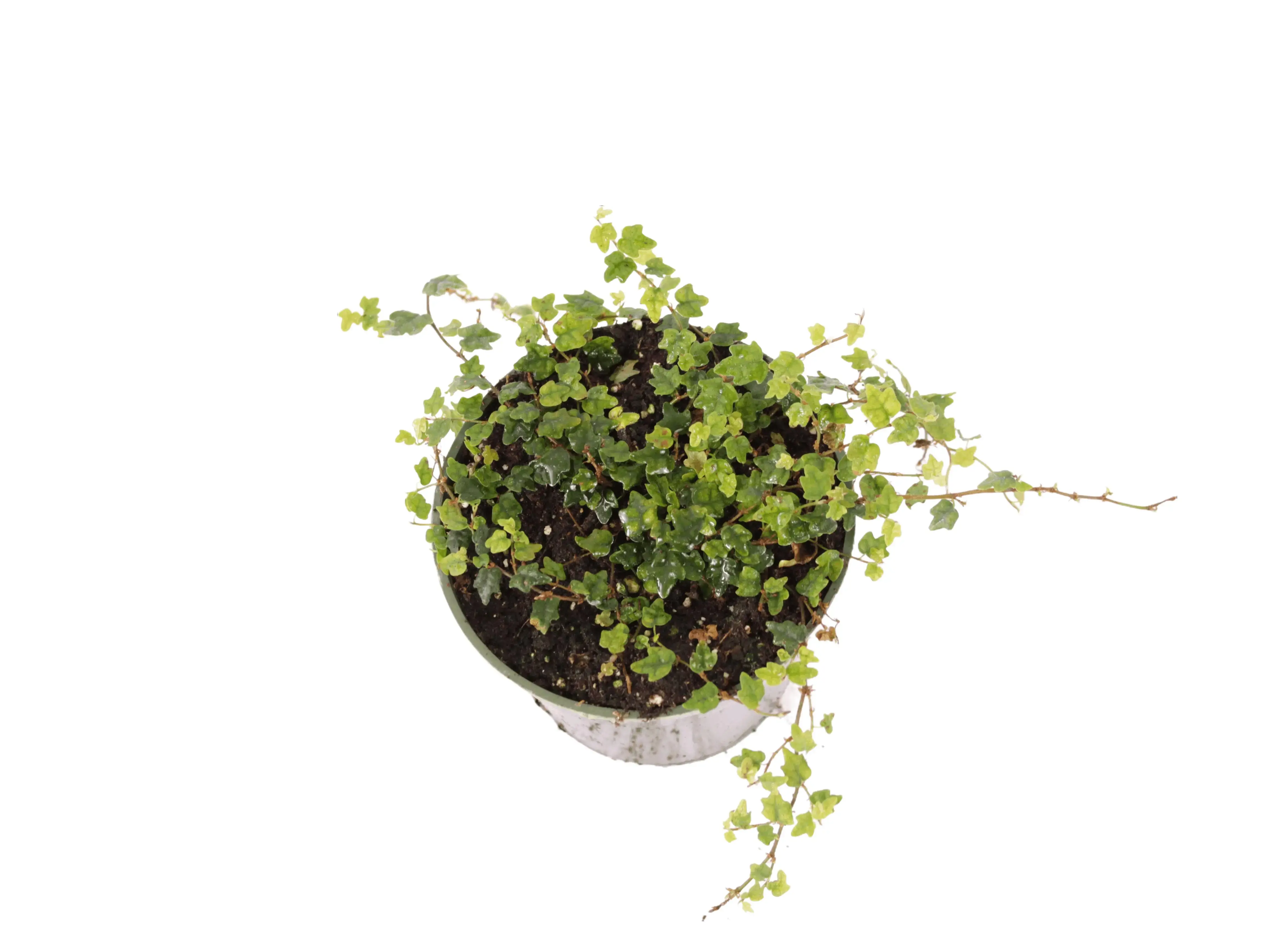 String of Frogs 4” Potted Live Plant - Ficus Pumila ‘Quercifolia’ - Rare Exotic Houseplant - Oak Leaf Fig - Miniature Climbing Vine - Tropical Gift - Unique Indoor Plant - Terrarium Plant - Dark Green - Creeping Foliage